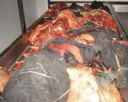 Farmer completely crushed by agricultural machinery
