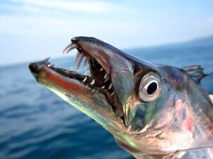 Largehead hairtail
