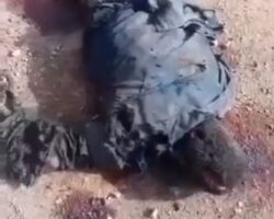 ISIS terrorists killed in clash with Nigerian forces