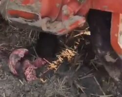 Indian boy pulled into tractor rotavator