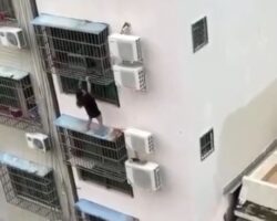 Intoxicated woman falls from window cage and dies