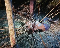 Papuan villager impaled by dozens of arrows
