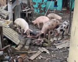 Pigs feed on corpses of Ukrainian soldiers