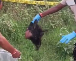 Severed head of woman discovered dumped in field