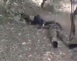 Sudanese army soldier and civilian executed by RSF