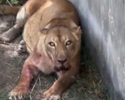 Teenager killed by lioness after climbing into ZOO enclosure