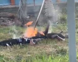 Three police officers Electrocuted while harvesting coconuts