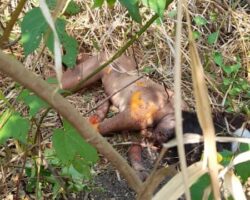 Two young women brutally murdered days apart
