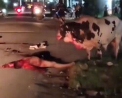 50-year-old man gored to death by stray bull