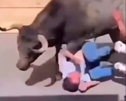 Bull-running festival leaves two dead