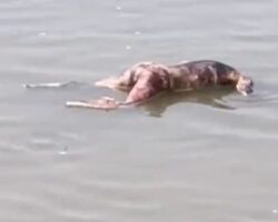Dead body floating in Ganges River