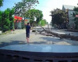 Falling tree kills 67-year-old motorcyclist