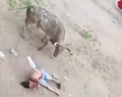 Man dies after being gored by bull in Colombia