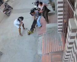 Pit bull snatches baby from woman’s arms