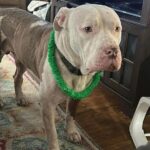 Pitbull mauls woman after she suffers seizure