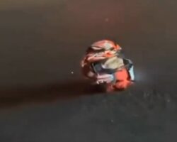 24-year-old motorcyclist decapitated in Bronx crash