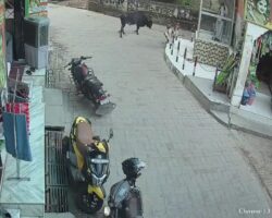 Bull gores elderly man to death in Indian marketplace
