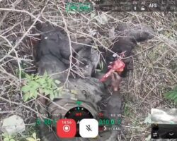 Cat gnawed on corpse of Russian soldier
