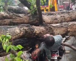 Falling tree hits two motorcyclists