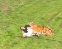 Man killed by tiger after entering enclosure at UK wildlife park