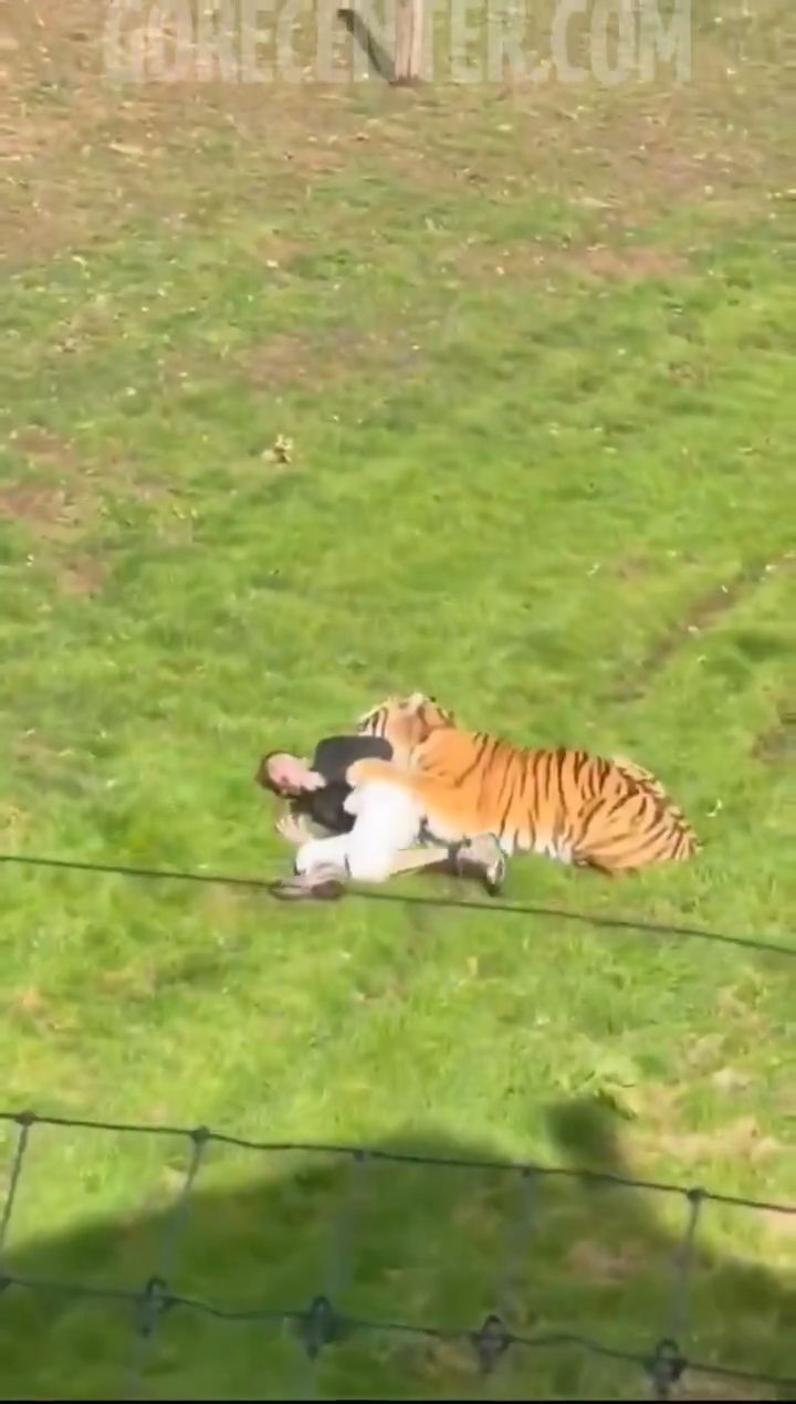 Man killed by tiger after entering enclosure at UK wildlife park ...