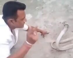 Street performer dies after being bitten by cobra