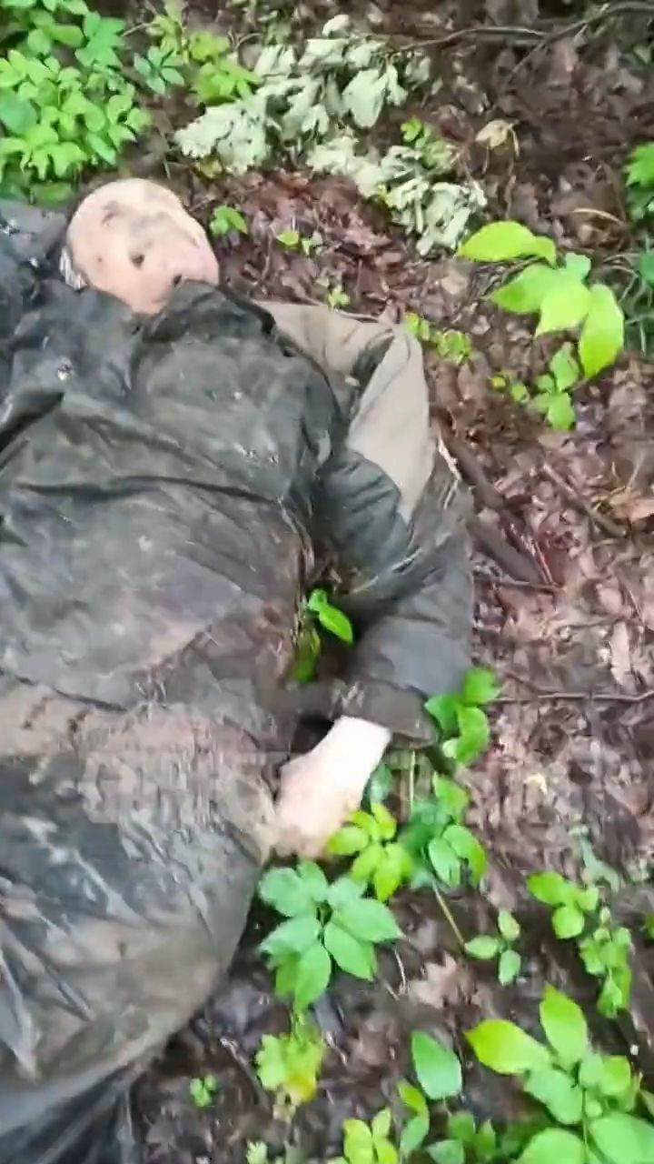 Tree line strewn with bodies of Russian soldiers • GoreCenter