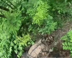 Ukrainian troops discover Russian soldier’s remains