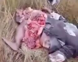 Zimbabwean businessman and wife die in helicopter crash