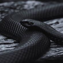 Profile photo ofBlackMamba