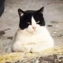 Profile photo ofNeo