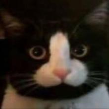 Profile photo ofdickcat