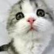 Profile photo ofPixelatedCorpse