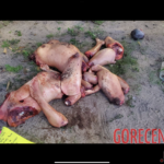 Two dismembered female corpses