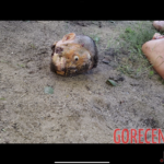 Two dismembered female corpses