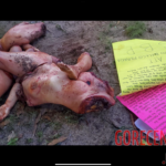 Two dismembered female corpses