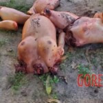 Two dismembered female corpses