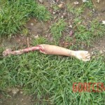 Various female body parts found in Mexico