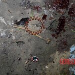 Charle Silva Barreto