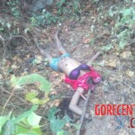 Female body parts found