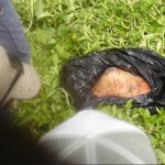 Female body parts found