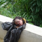 Female body parts found