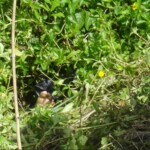 Female body parts found