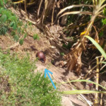 Headless 19 year old brazilian shemale