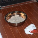 Suicide by poisoning