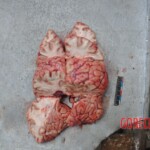 Murdered young woman with knife in pussy + autopsy