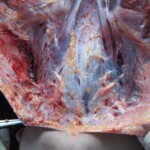 Raped naked chinese girl