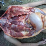 Raped naked chinese girl