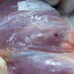 Raped naked chinese girl