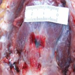 Raped naked chinese girl